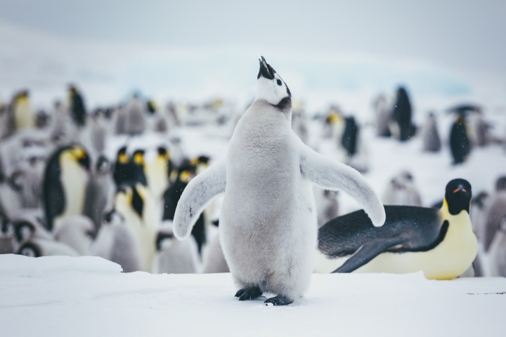 Witness the abundant Antarctic Wildlife