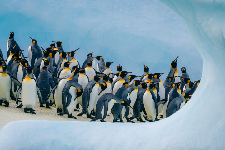 Visit three key Antarctic regions