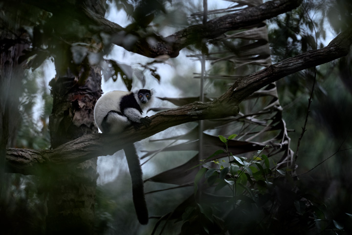 Lemur spotting in Perinet