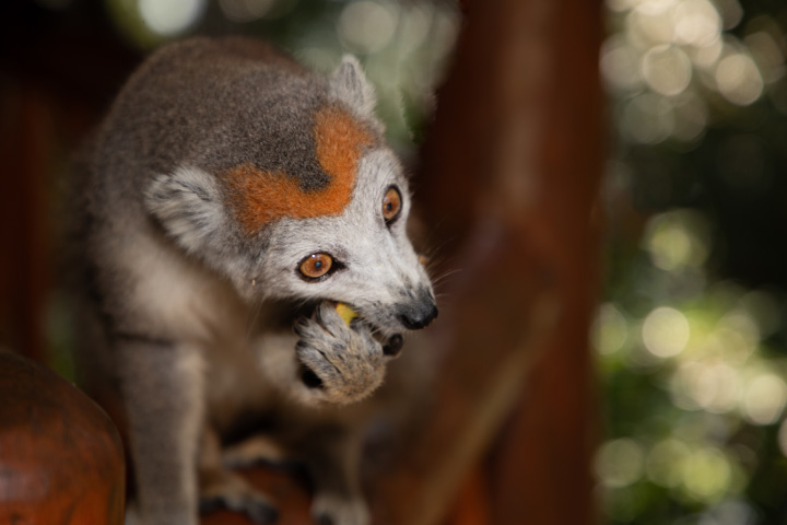 Hike through Mantadia