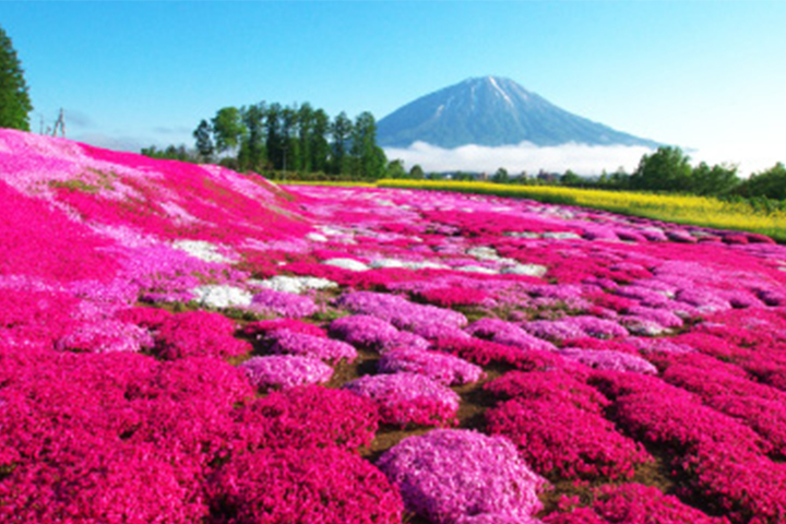 All Japan Tours