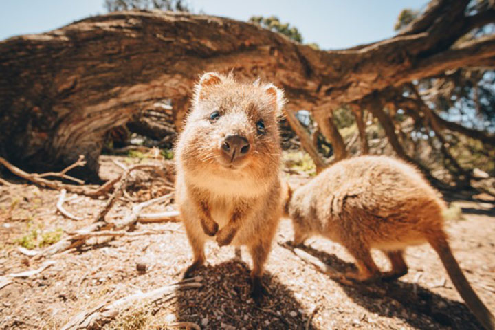 Australia